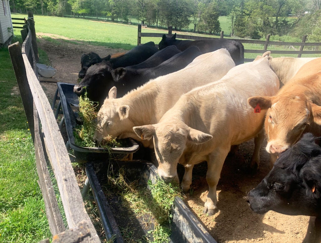 A small herd of cows; black, cream, and brown.
